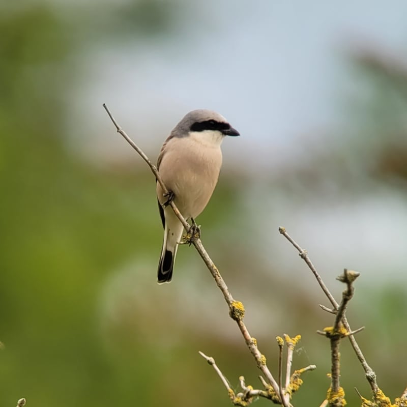 Grauwe Klauwier Drenthe vogels kijken