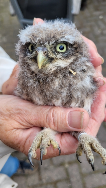 Juveniele Steenuil bij het ringen