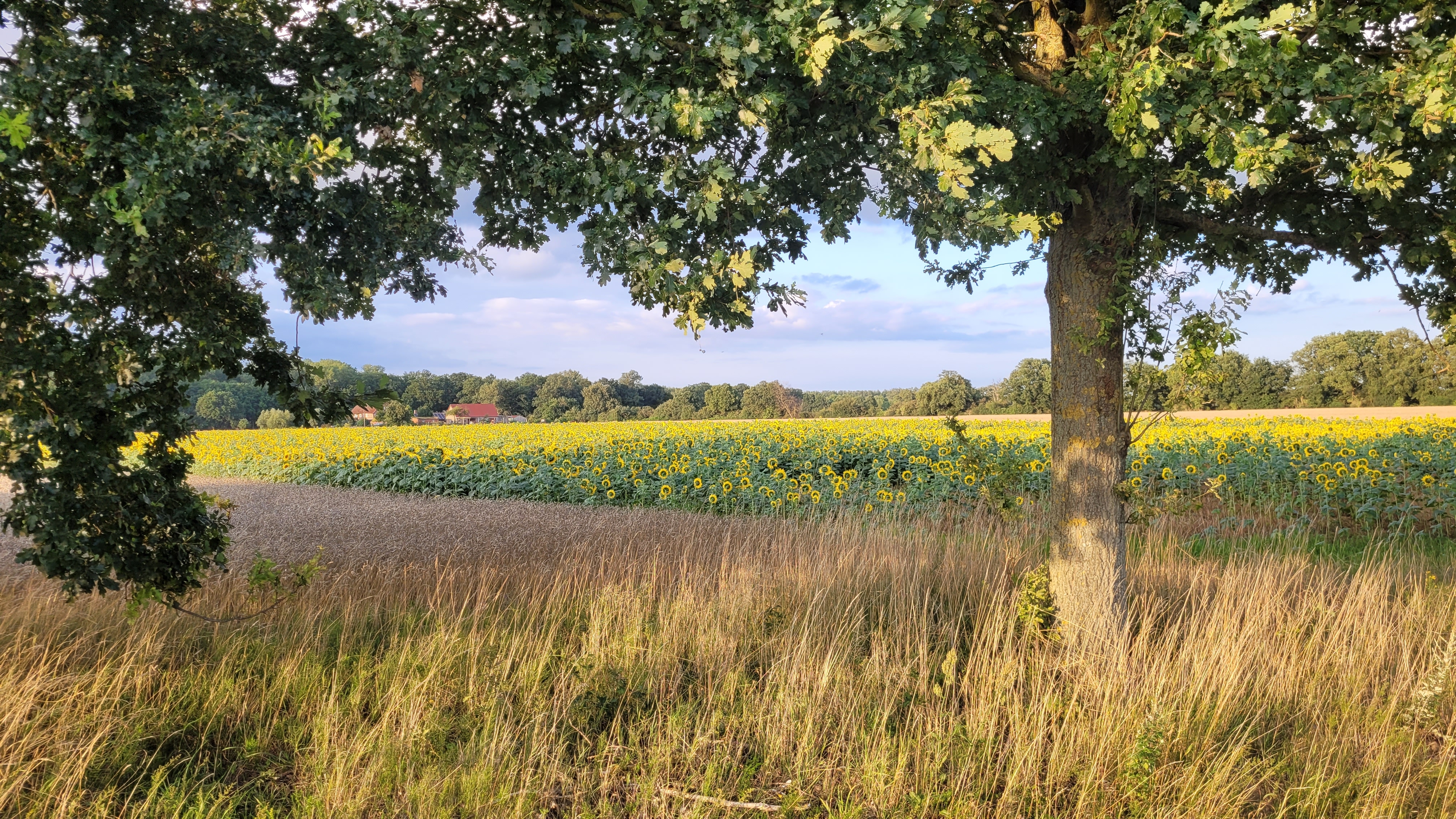 Zonnebloemenveld bij de Elbe Zonnebloemenveld bij de Elbe