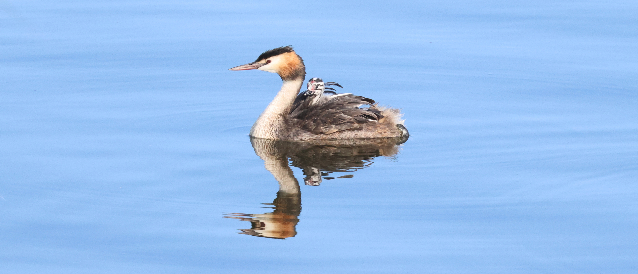 61 vogelsoorten tijdens een prachtige ochtend in Polder Arkemheen
