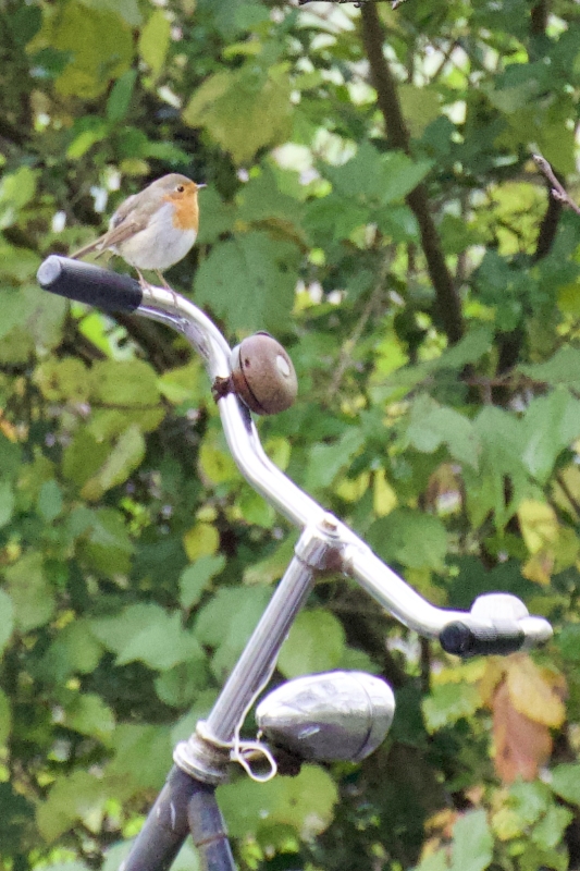 Roodborst vogels kijken