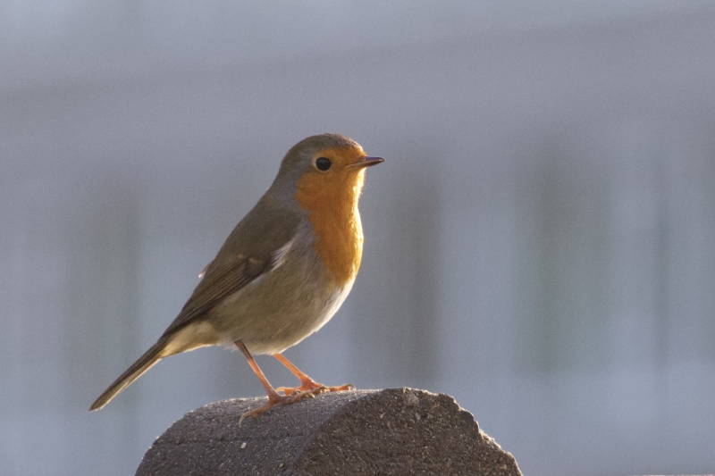 Roodborst vogels kijken