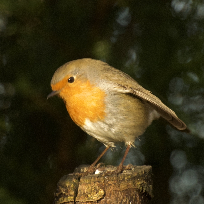 Roodborst vogels kijken