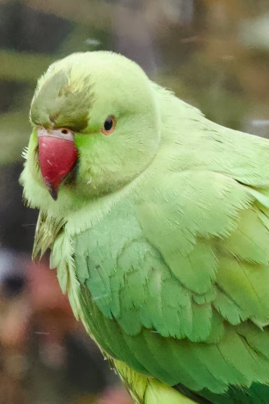 Halsbandparkiet vogel natuur vogels kijken