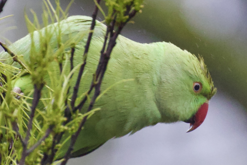 Halsbandparkiet vogel natuur vogels kijken