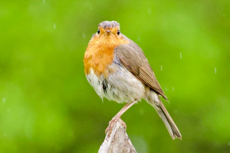 Roodborst vogels kijken