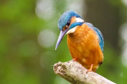 IJsvogel vogels spotten