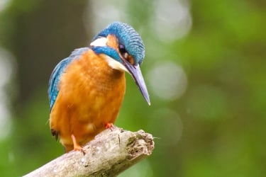 IJsvogel vogels spotten