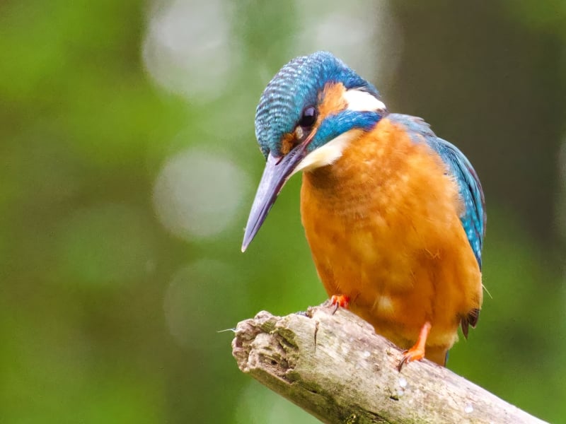 IJsvogel vogels spotten