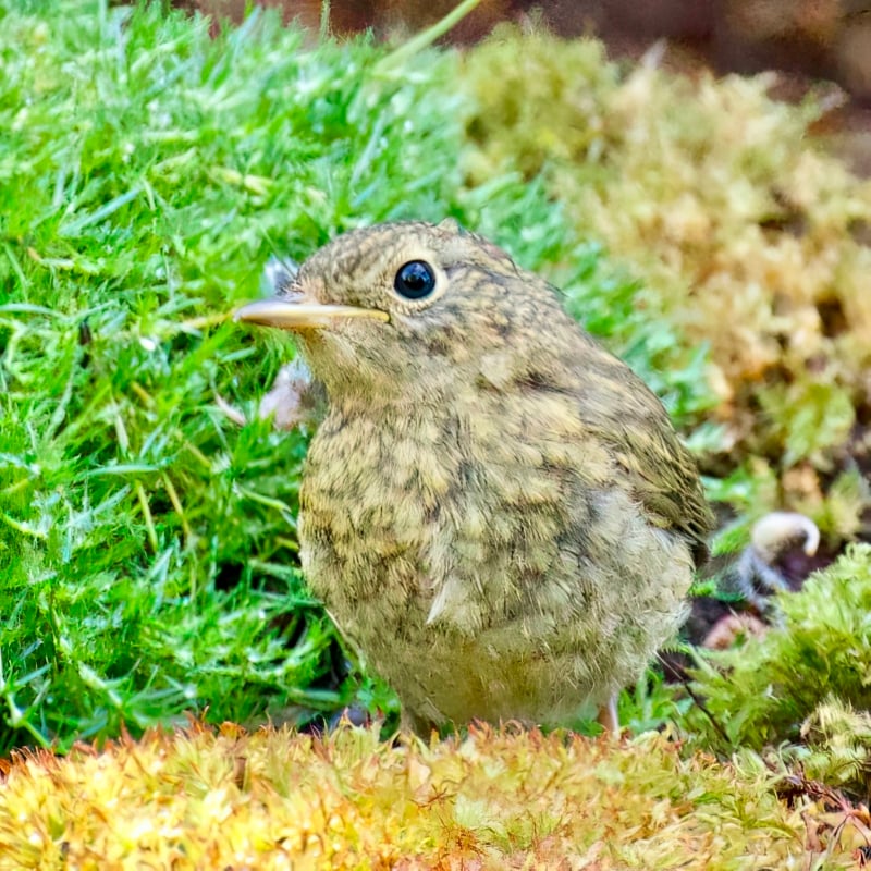 Roodborst vogels kijken