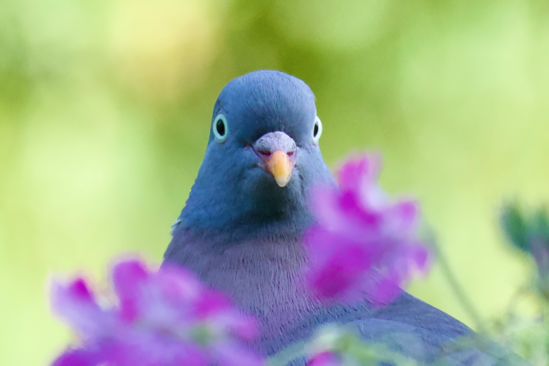 Houtduif vogel vogels spotten kijken