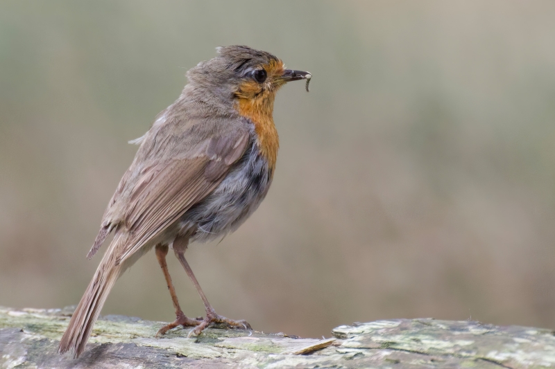 Roodborst vogels kijken