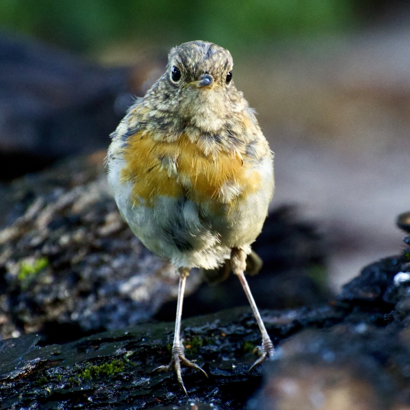 Roodborst vogels kijken