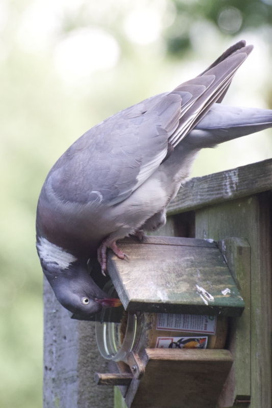 Houtduif vogel vogels spotten kijken