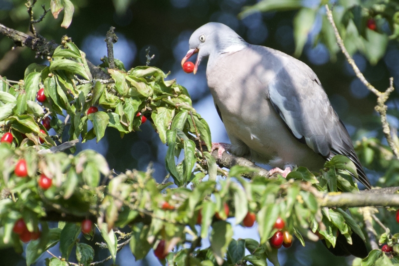 Houtduif vogel vogels spotten kijken