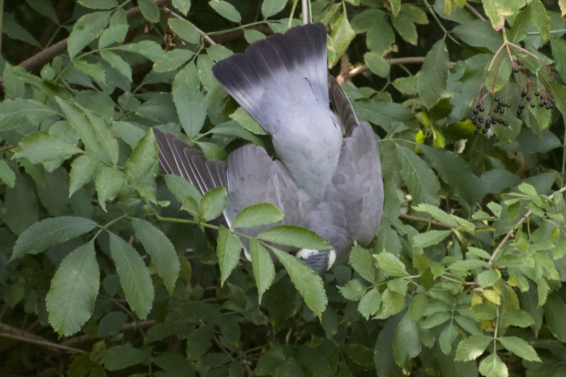 Houtduif vogel vogels spotten kijken