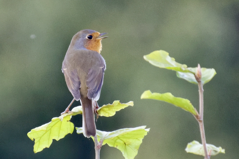 Roodborst vogels kijken