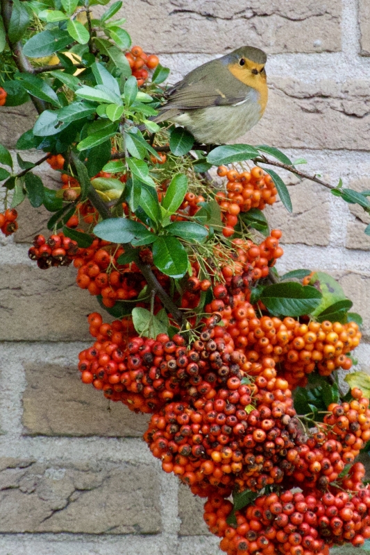 Roodborst vogels kijken