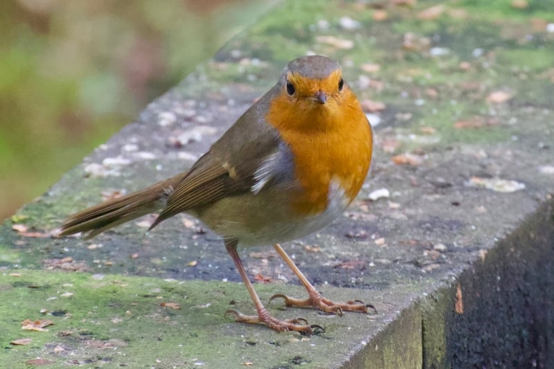 Roodborst vogels kijken