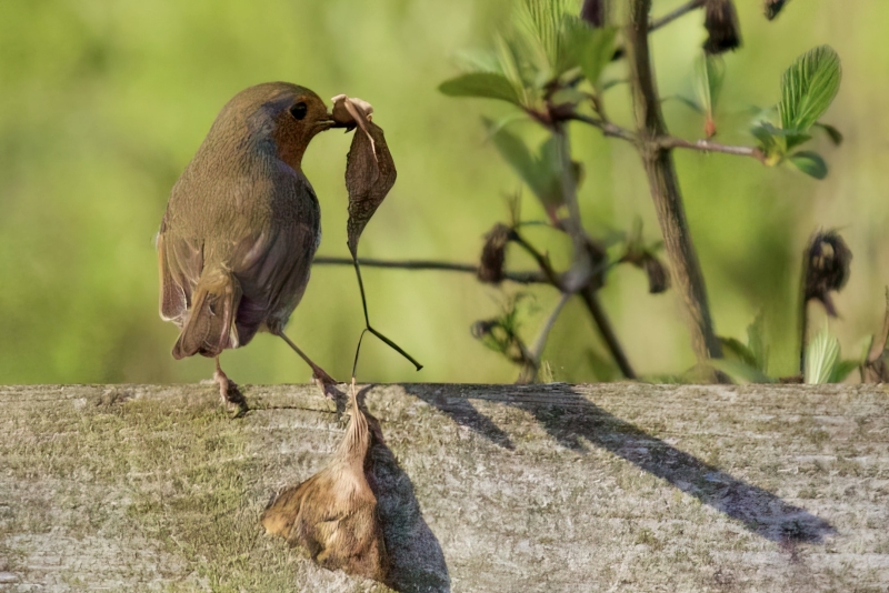 Roodborst vogels kijken