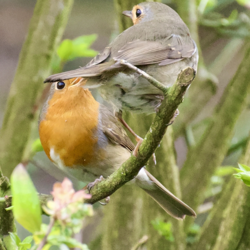 Roodborst vogels kijken