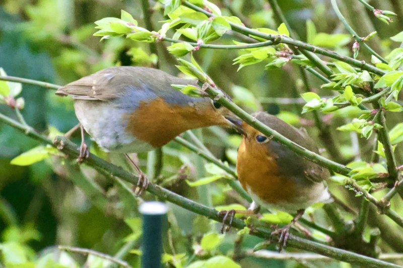 Roodborst vogels kijken