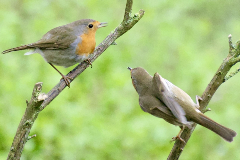 Roodborst vogels kijken