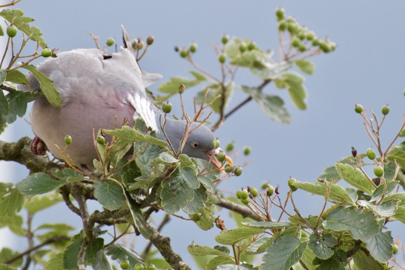 Houtduif vogel vogels spotten kijken bessen voedsel