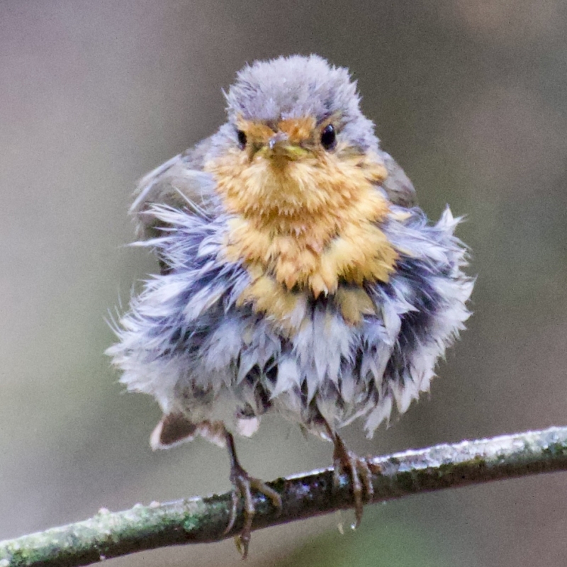 Roodborst vogels kijken