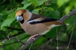 Appelvink Edese Bos en Edese Hei vogelexcursie Vogelwachter Adriaan