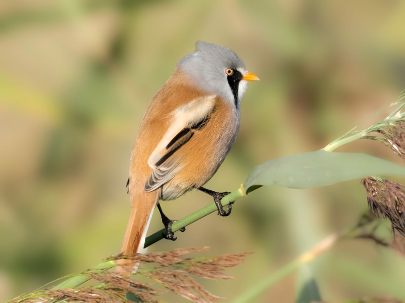 baardman-mannetje-rick-ter-horst vogels kijken