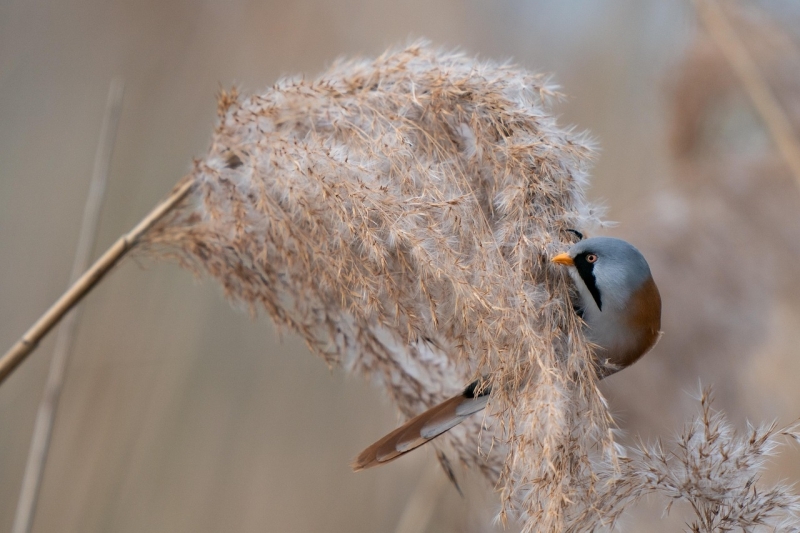 Mannetje Baardman met grijze kop en zwarte baardstrepen zit op een rietpluim in een moerasgebied