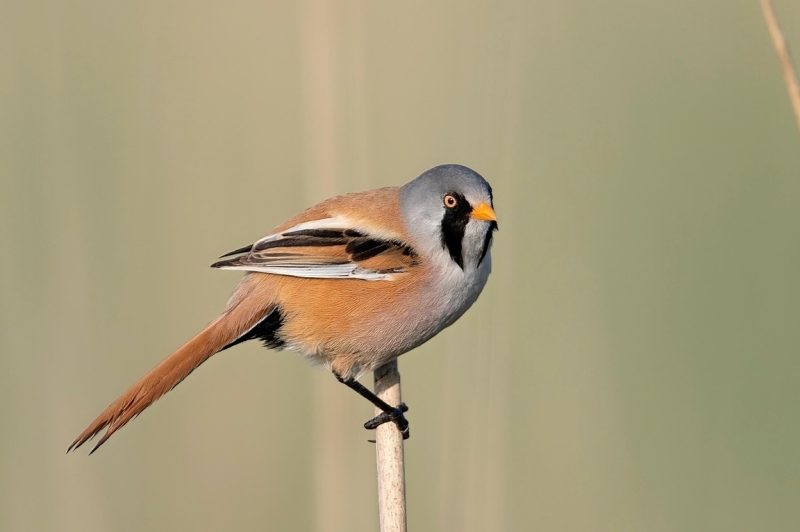 Mannetje Baardman met grijze kop en zwarte baardstrepen zit op een rietpluim in een moerasgebied
