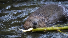Bever Biesbosch vogelexcursie