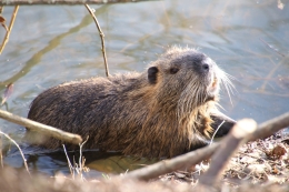 bever Biesbosch