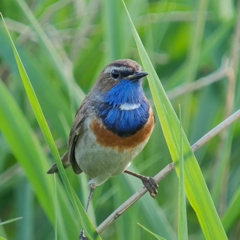 Blauwborst webinar voorjaar