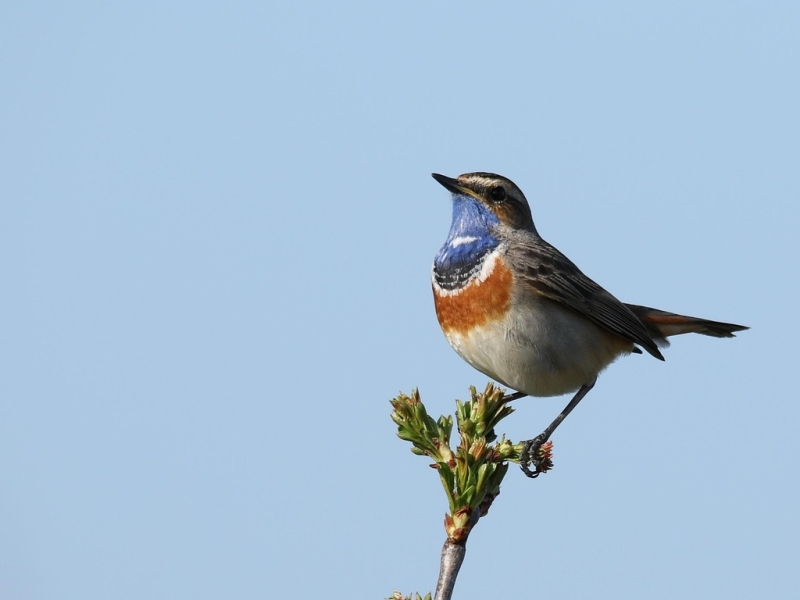 Blauwborst Arkemheen vogelexcursie
