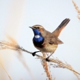 Blauwborst Biesbosch vogelexcursie vogels kijken