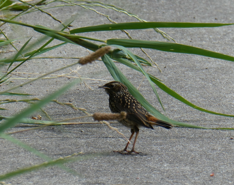 blauwborst-juveniel-foto-rene-de-graaff