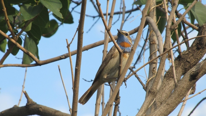 Blauwborst roodgesterde