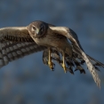 Blauwe Kiekendief vogelexcursie Vogelwachter Adriaan