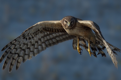 Blauwe Kiekendief vogelexcursie Vogelwachter Adriaan