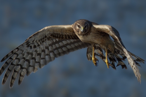 Blauwe Kiekendief vogelexcursie Vogelwachter Adriaan