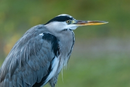 Vogelwijsheid – De Blauwe Reiger: Stilte als anker Vitamine V