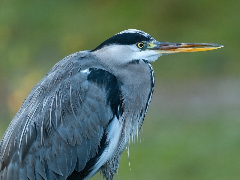 Vogelwijsheid – De Blauwe Reiger: Stilte als anker Vitamine V
