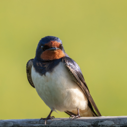 Vogelwijsheid – De Boerenzwaluw: Vrijheid is kiezen om terug te keren Vitamine V