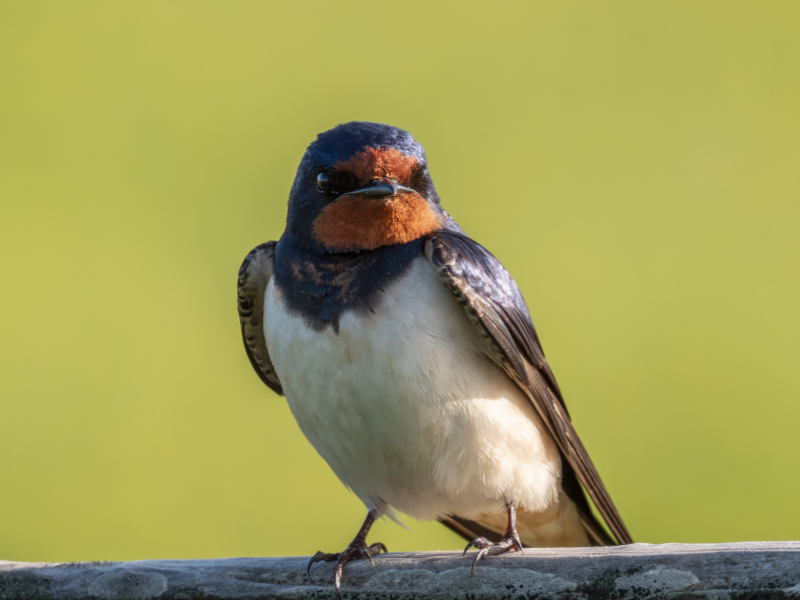 Vogelwijsheid – De Boerenzwaluw: Vrijheid is kiezen om terug te keren Vitamine V