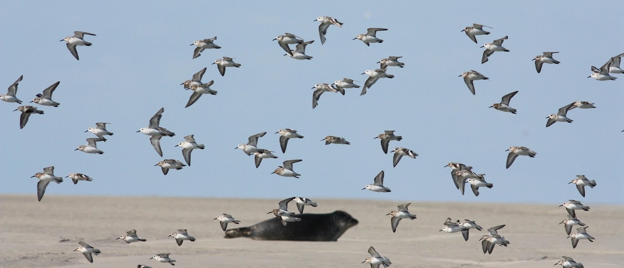 Een vlucht Bonte Strandlopers in het najaar Een vlucht Bonte Strandlopers in het najaar