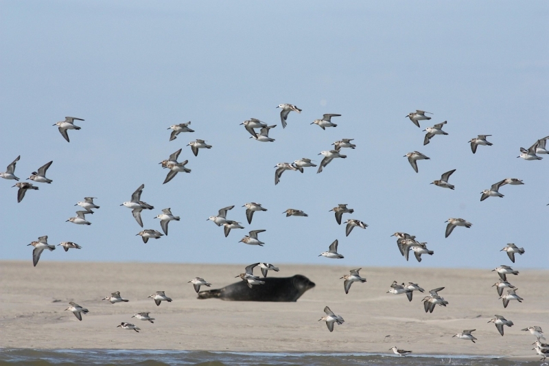 Een vlucht Bonte Strandlopers in het najaar