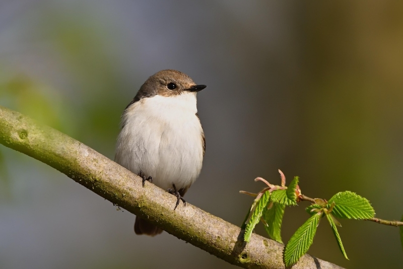 Bonte Vliegenvanger op tak vogels kijken